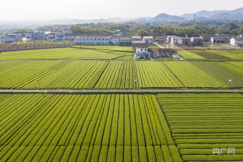 湖南桃源县茶庵铺茶旅小镇（央广网发 周桂成 摄）