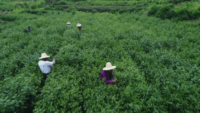 江西湖口：生态茶园 助农增收